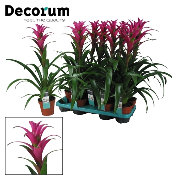 Guzmania Freya 13Ø 60cm