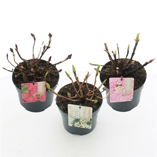 Hydrangea mac mix (bol) 17Ø 30cm