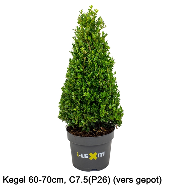 Ilex crenata Dark Green piramide 26Ø 80cm