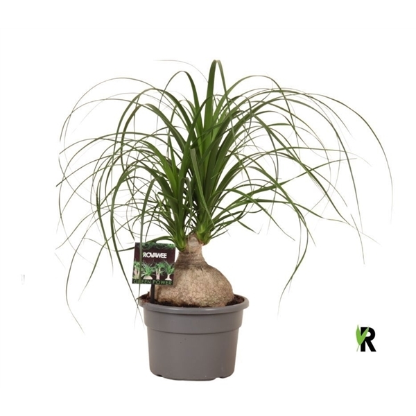 Nolina Recurvata (Beaucarnea) bol 19Ø 50cm
