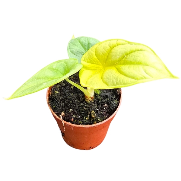 Alocasia Dragon Gold 7Ø 10cm 1pp