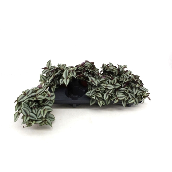 Tradescantia zebrina Compacta 10,5Ø