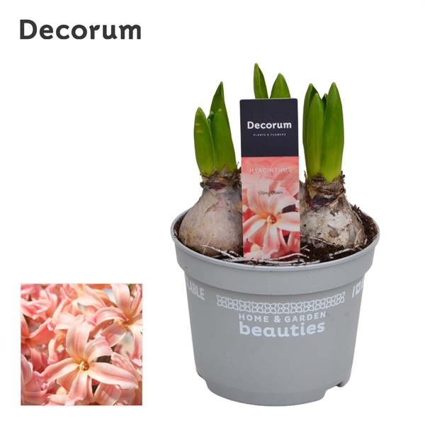 Hyacinthus Gipsy Queen 12Ø 15cm 3pp