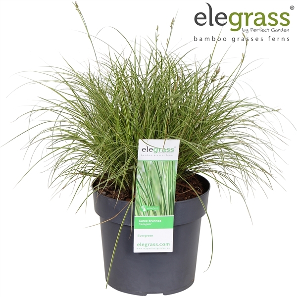 Carex brunnea Variegata 19Ø 50cm