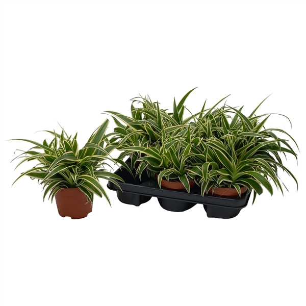 Chlorophythum comosum Vittatum 13Ø 25cm