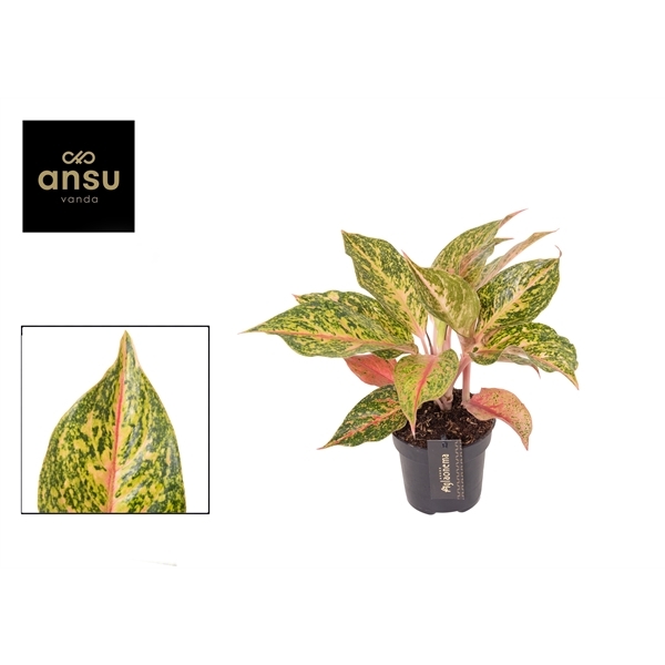 Aglaonema Samba Red 12Ø 45cm 1pp