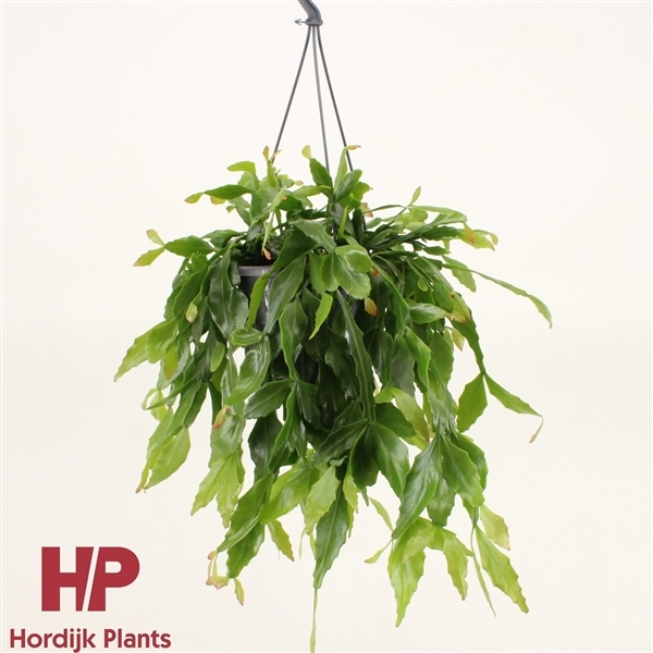 Rhipsalis Crispata (Cites) 15Ø 40cm