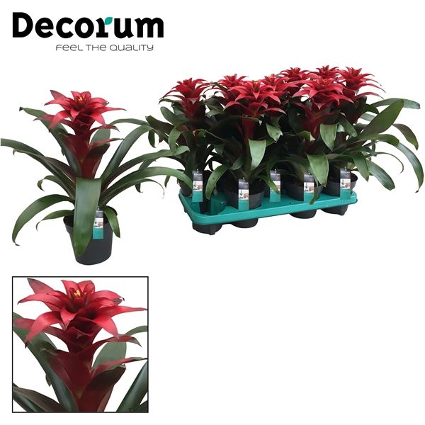 Guzmania Salinas 13Ø 40cm