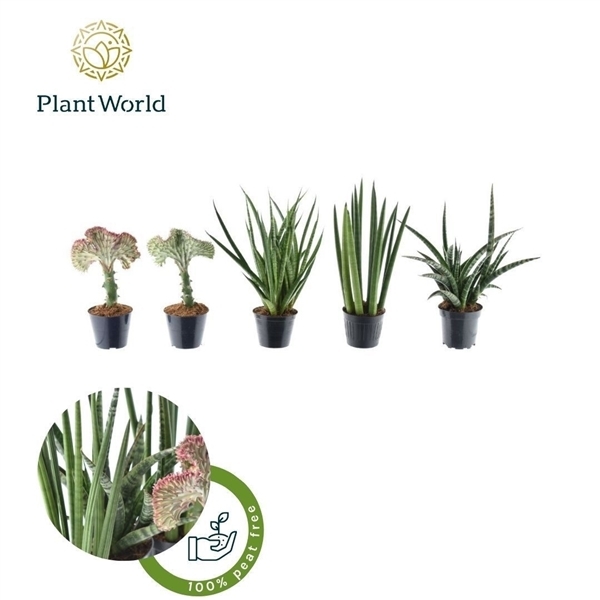 Sansevieria Cylindrica mix 10,5Ø 35cm