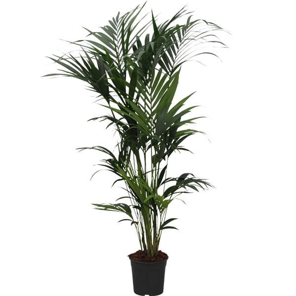 Howea forsteriana 27Ø 180cm 10pp