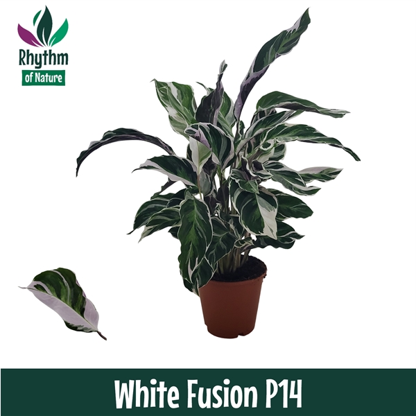 Calathea Fusion White 14Ø 45cm