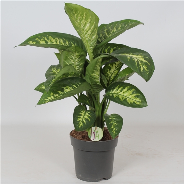 Dieffenbachia seg. Reeva 21Ø 70cm