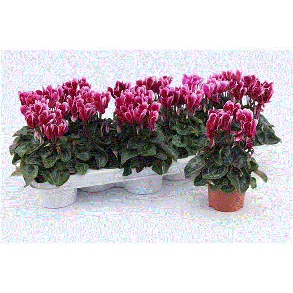 Cyclamen snowridge Purple 9Ø 20cm