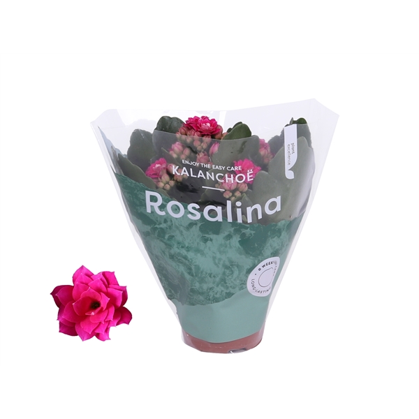 Kalanchoe Rosalina Don Victorio 6Ø 12cm