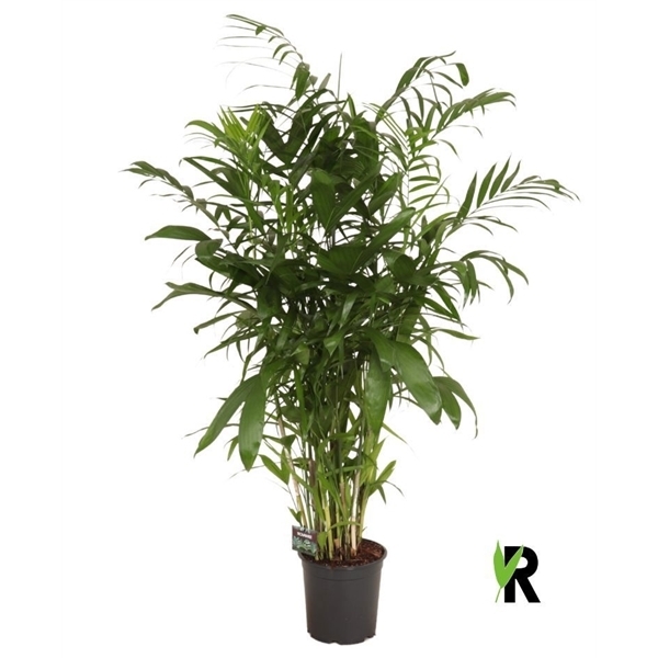 Chamaedorea Seifrizii 24Ø 160cm