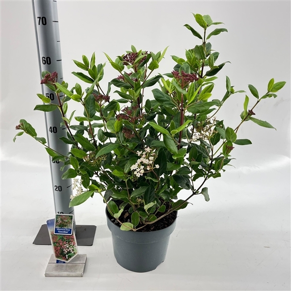 Viburnum tinus Gwenllian 23Ø 55cm