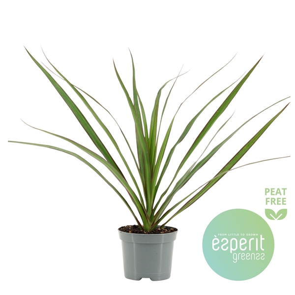 Dracaena Marginata 8,5Ø 30cm 1pp