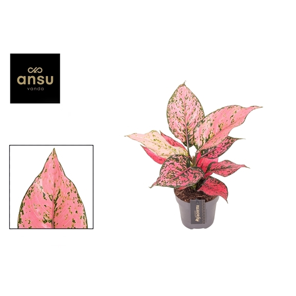 Aglaonema Spicy Pink 12Ø 30cm 1pp