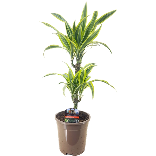 Dracaena fragrans Lemon Lime 17Ø 60cm 2pp