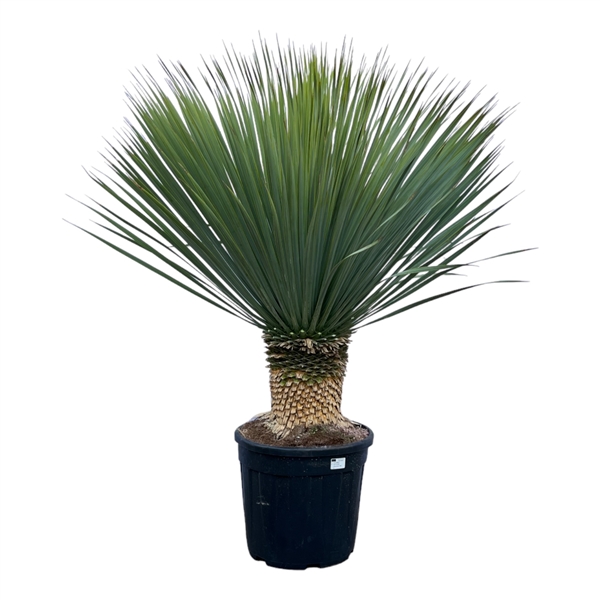 Yucca Rostrata 45Ø 140cm