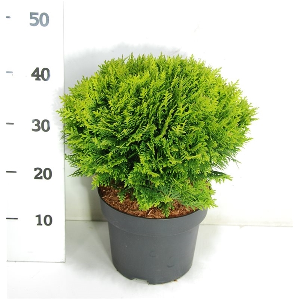 Thuja occidentalis Danica 23Ø 40cm