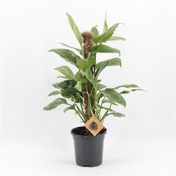Monstera Lechleriana Variegata 17Ø 65cm 4pp
