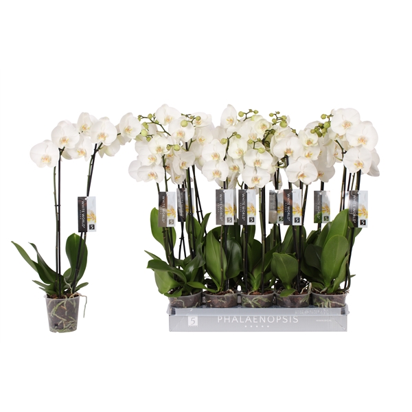 Phalaenopsis White World 12Ø 60cm 2st 16fl