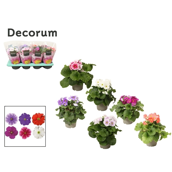 Primula Obconica Touch Me mix 12Ø 30cm