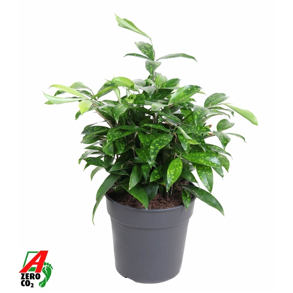 Dracaena Surculosa 24Ø 60cm 10pp