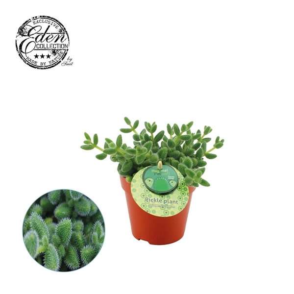 Delosperma Echinatum (DE) 12Ø 20cm
