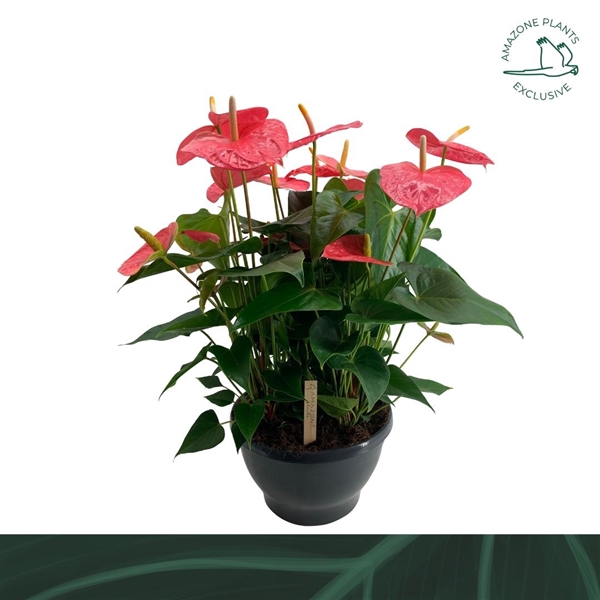 Anthurium Andreanum Pandola 30Ø 70cm 10fl