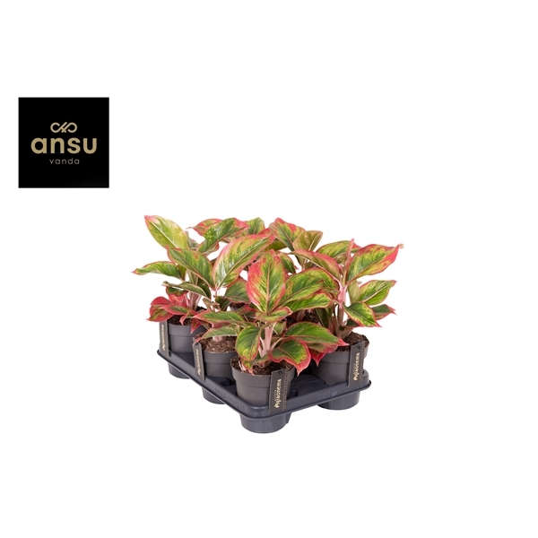 Aglaonema Cadmium Red 12Ø 35cm 2pp