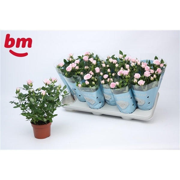 Rosa Baby Jewel light pink 10,5Ø 25cm