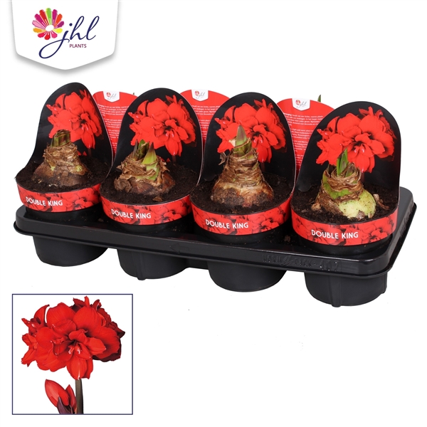 Hippeastrum Double Galaxy Double King 14Ø 25cm 2st