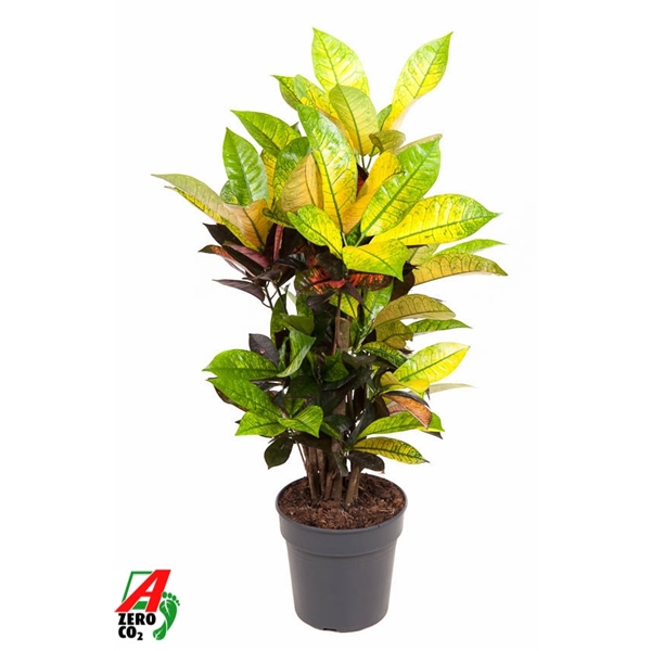 Codiaeum variegatum Mrs Iceton Branched 19Ø 60cm 1pp