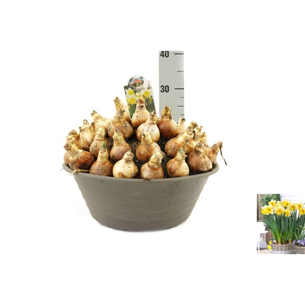 Narcissus Goblet 35Ø 35cm