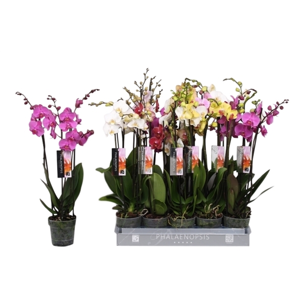 Phalaenopsis mix 12Ø 55cm 4st 25fl