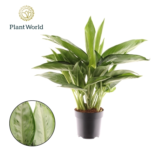 Aglaonema Silverado 17Ø 55cm 2pp
