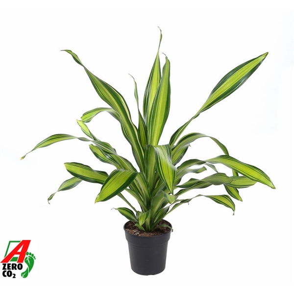 Dracaena fragrans Charley 24Ø 70cm 1pp