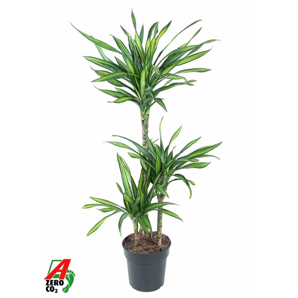 Dracaena frag. Riki 21Ø 110cm 3pp