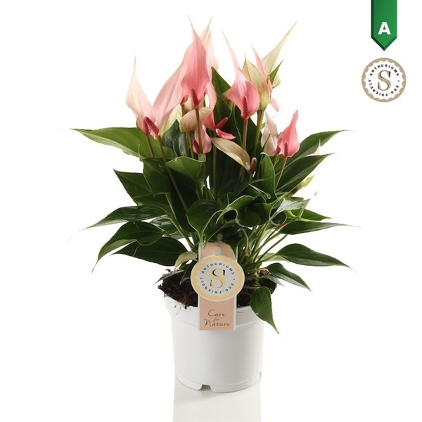 Anthurium Lilli 12Ø 40cm 6fl