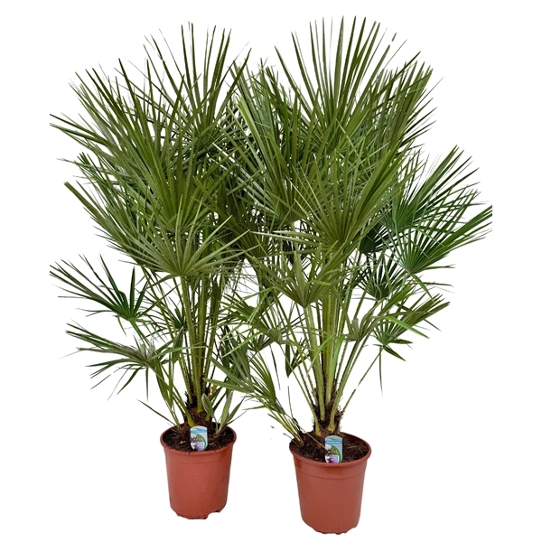 Chamaerops Humilis 26Ø 140cm