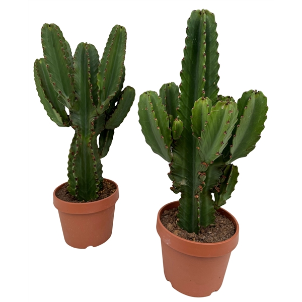 Euphorbia Ingens 26Ø 80cm