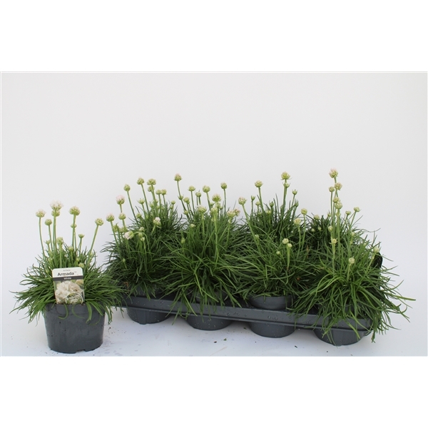 Armeria maritima Alba 13Ø 30cm