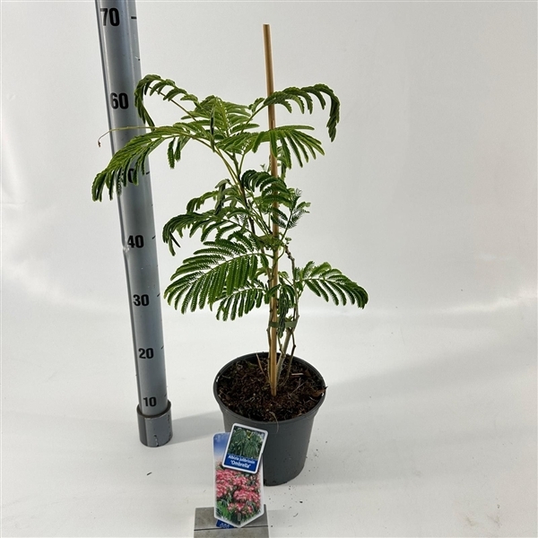 Albizia julibrissin Ombrella 19Ø 70cm