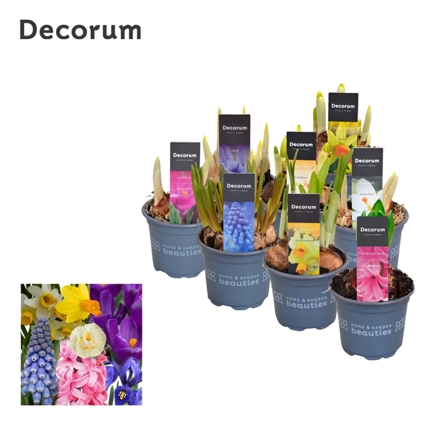 Bulbs mix 9Ø 15cm