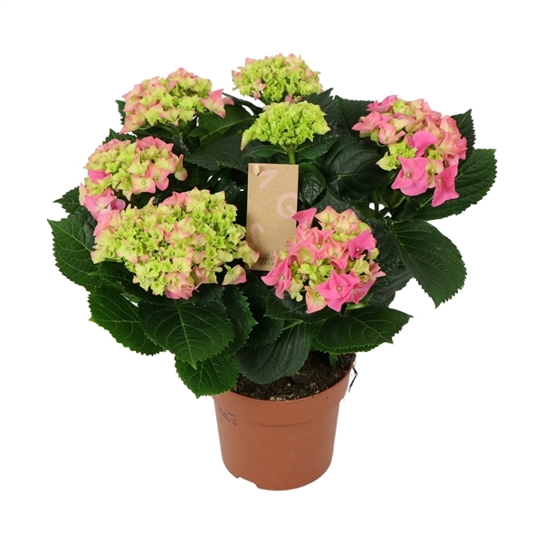 Hydrangea mac Early Rosa 14Ø 40cm 7fl