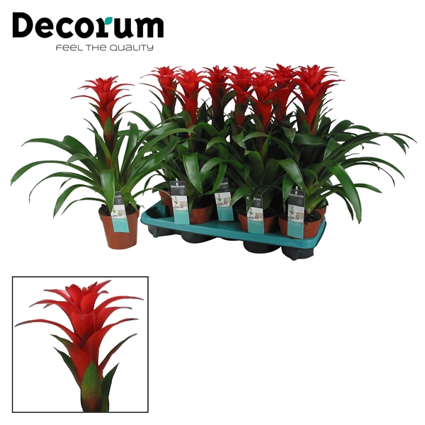 Guzmania Calypso 13Ø 50cm
