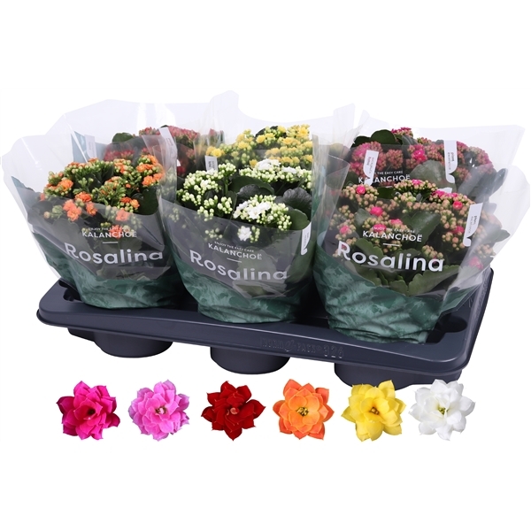 Kalanchoe blossfeldiana Rosalina Don mix 15Ø 27cm