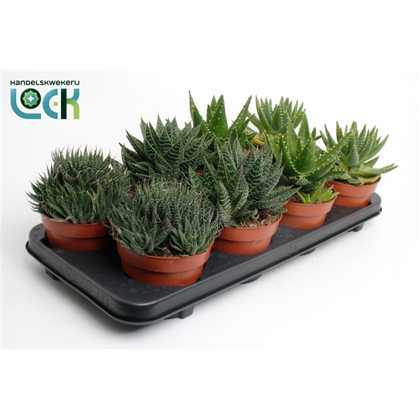 Aloe Mix 12Ø 15cm